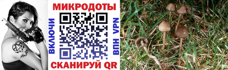 хочу наркоту  Красный Кут  Псилоцибиновые грибы Cubensis 